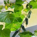 Cómo cultivar y atar pepinos en un balcón o alféizar de la ventana en casa.