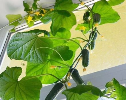 How to grow and tie cucumbers on a balcony or windowsill at home