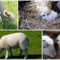 The appearance and weight of a newborn lamb, what care procedures are needed