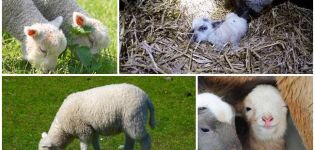 The appearance and weight of a newborn lamb, what care procedures are needed