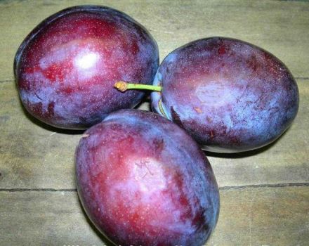 Description of the plum variety President, growing and caring for the tree