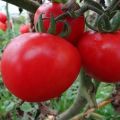 The best varieties of self-pollinated tomato seeds for the greenhouse and open field