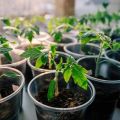 What is the optimal temperature for growing tomato seedlings