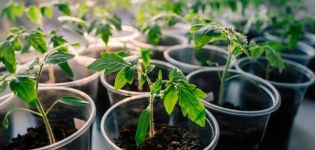 What is the optimal temperature for growing tomato seedlings