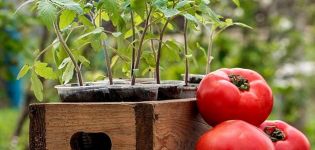 Cuándo plantar tomates para plántulas en 2020