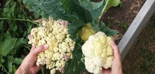 Description, treatment and control of cauliflower diseases