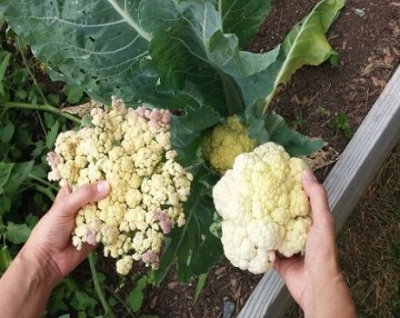 Description, treatment and control of cauliflower diseases