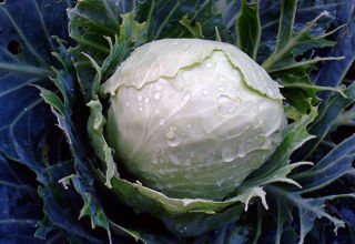 Why cabbage has purple leaves and what to do and what is missing