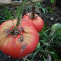 Characteristics and description of the variety of tomatoes Biysk rose and Biysk rosean