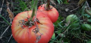 Caratteristiche e descrizione della varietà di pomodori Biysk rose e Biysk rosean