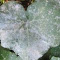 Por qué, después de plantar en el suelo, las hojas de los pepinos se vuelven blancas y qué hacer.