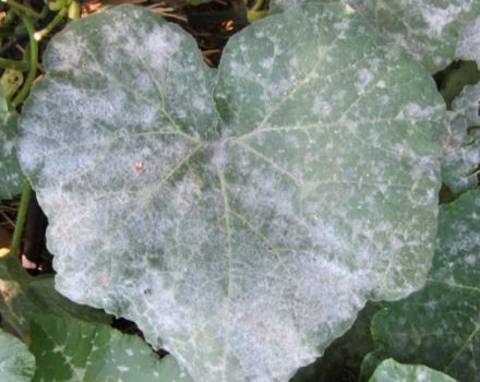 Por qué, después de plantar en el suelo, las hojas de los pepinos se vuelven blancas y qué hacer.