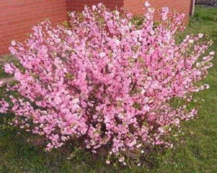 Descripción de la variedad de almendras Espuma rosada, reglas de plantación y cuidado en campo abierto.