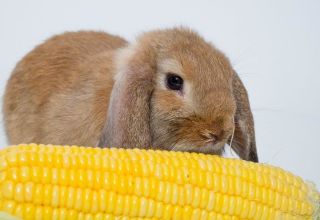 What grain mixture is better to feed rabbits and cooking with your own hands