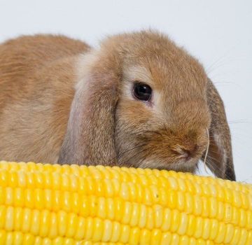 What grain mixture is better to feed rabbits and cooking with your own hands