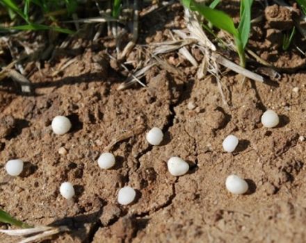 Qu'est-ce que l'urée (carbamide), instructions pour l'utilisation d'engrais dans le jardin