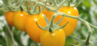 Characteristics and description of the tomato variety Red date (yellow, orange, Siberian) F1, its yield