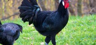 Characteristics and description of La Flash chickens, rules of keeping