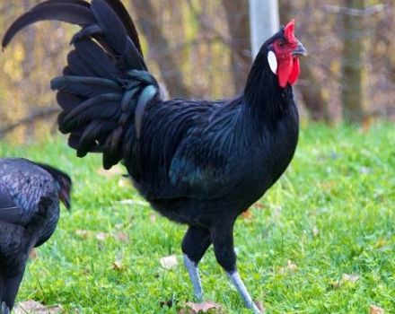 Ciri dan keterangan ayam La Flash, peraturan pemeliharaan