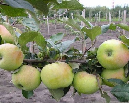 Descripción y características de la variedad de manzano Bessemyanka Michurinskaya, regiones de distribución y reseñas de jardineros.