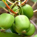 Description des variétés d'actinidia kolomikta, règles de plantation, d'entretien, de taille et de reproduction