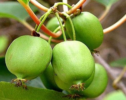 Descripción de variedades de actinidia kolomikta, reglas de plantación, cuidado, poda y reproducción.