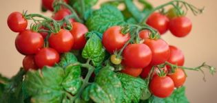 Description of the Pygmy tomato variety and cultivation features