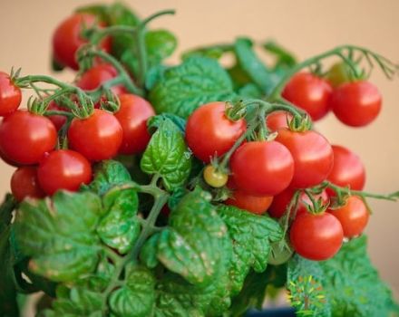 Description de la variété de tomate pygmée et caractéristiques de culture