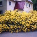 Variety selection, planting and caring for rhododendron in the Leningrad region