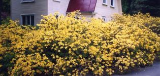 Sélection variétale, plantation et entretien du rhododendron dans la région de Leningrad