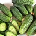 Description des meilleures variétés de concombres de cornichons en pleine terre