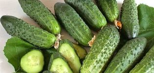 Description des meilleures variétés de concombres de cornichons en pleine terre