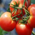 Description et caractéristiques de la variété de tomate Bugai rose et rouge