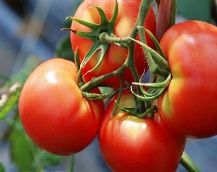 Penerangan dan ciri-ciri pelbagai tomato Bugai merah jambu dan merah