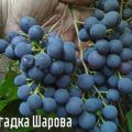 Description and characteristics of the grape variety Riddle Sharova, planting and care rules