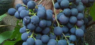 Description and characteristics of the grape variety Riddle Sharova, planting and care rules