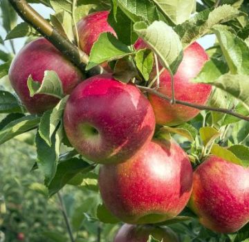 Beschrijving en kenmerken van de Silver Hoof appelboom, aanplant en verzorging