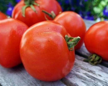 Description de la variété de tomate Atol, ses caractéristiques et son rendement