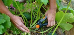 How to pinch and shape a pumpkin in the open field