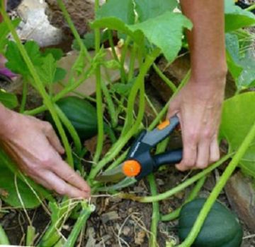 How to pinch and shape a pumpkin in the open field