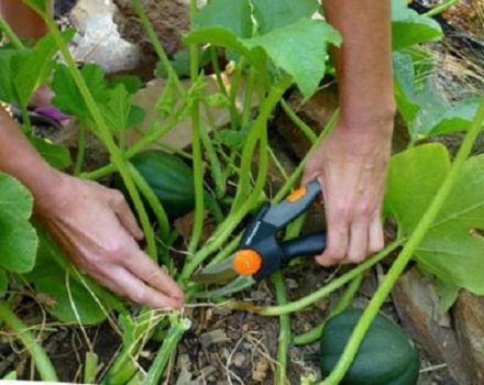 Cara mencubit dan membentuk labu di ladang terbuka