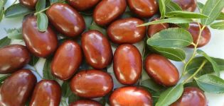 Planting and caring for Chinese dates, how to grow and propagate them, fight against diseases