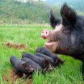 Descripción y características de las razas de cerdo negro, ventajas y desventajas.