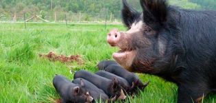 Descripció i característiques de les races de porc negre, avantatges i desavantatges