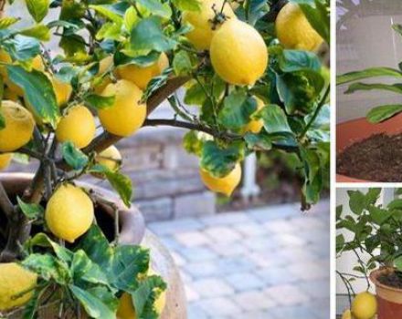 Reasons why lemon leaves fall, what to do and how to revive the plant