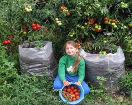 Instructions étape par étape pour la culture de sacs de tomates