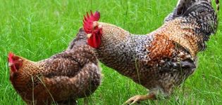 Description et caractéristiques des poulets Bielefelder, recommandations de conservation