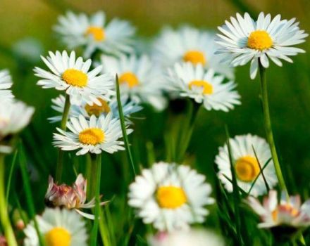 Description des espèces et variétés de marguerites de jardin, plantation, culture et entretien