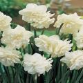 Description and nuances of growing Calgary daffodils