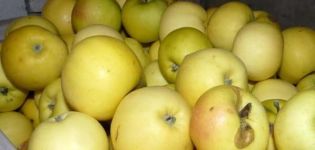 Characteristics of the Slavyanka apple variety, growing region and description of yield